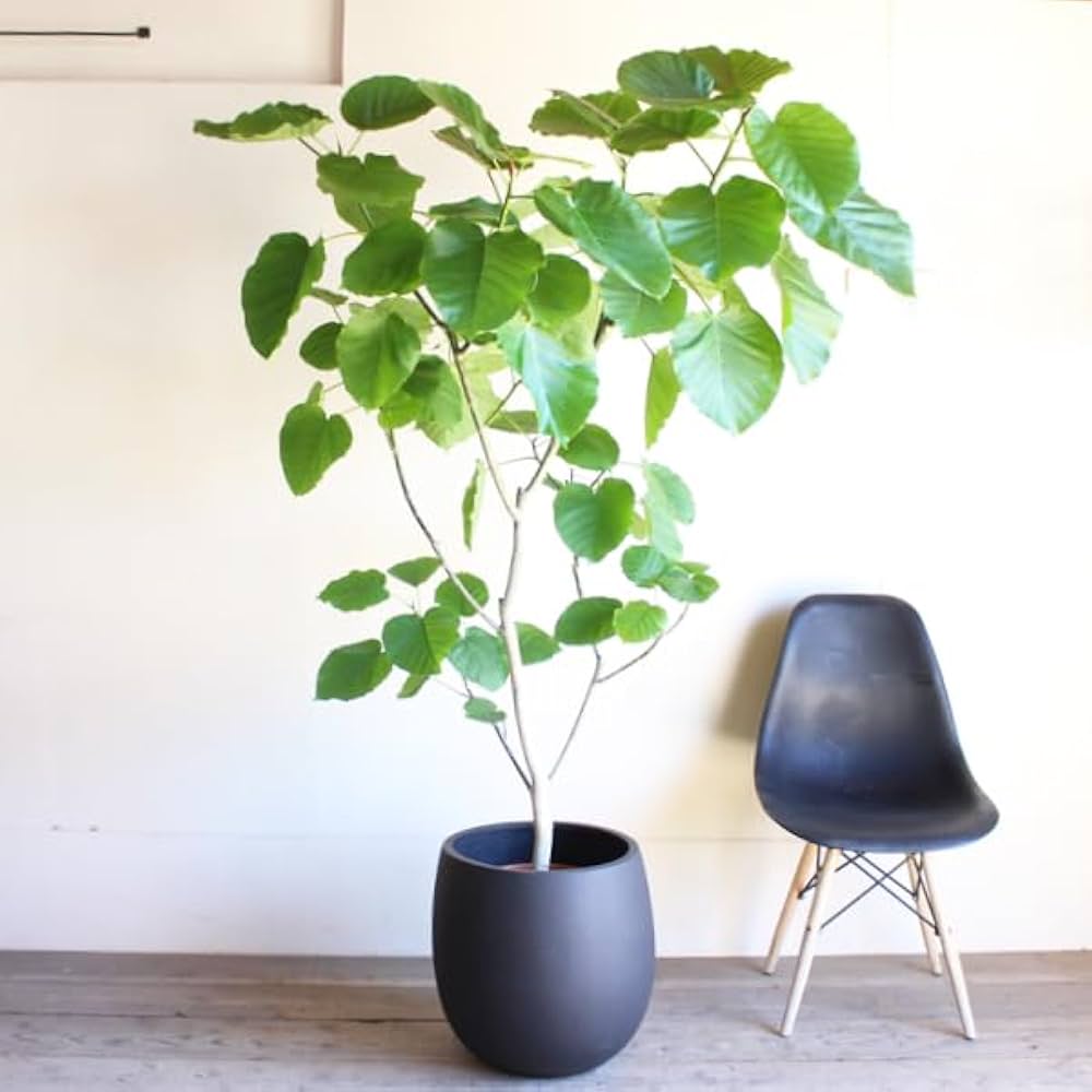 【お得】大型観葉植物2点セット（ウンベラータ、ゴムの木） お得】大型観葉植物2点セット（ウンベラータ、ゴムの木）